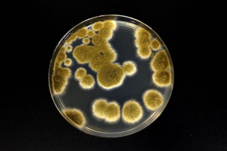 Wissenschaftler: Dieser Pilz könnte die Reise zum Mars überleben