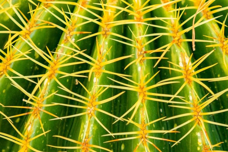 Green Golden Barrel Cactus Thorns