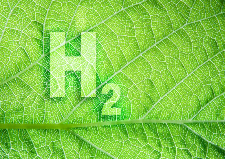 Green Hydrogen Leaf