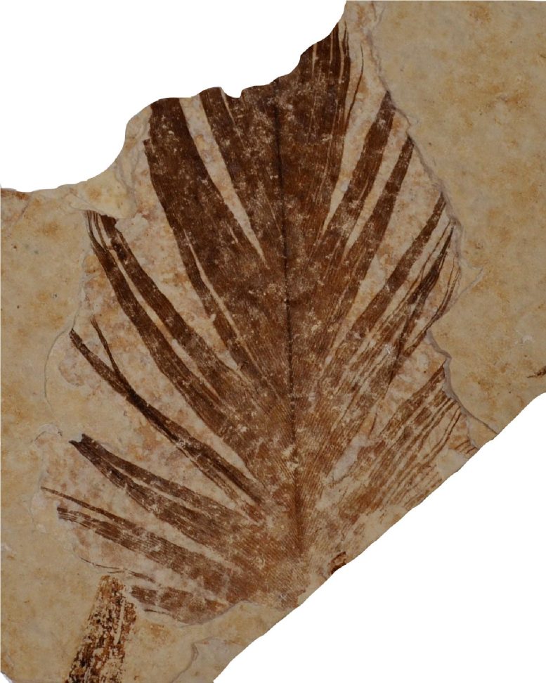 Green River Formation Fossil Feather