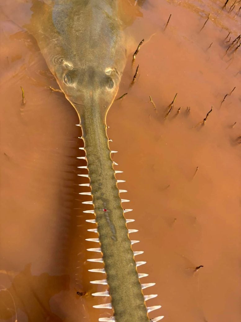Green Sawfish