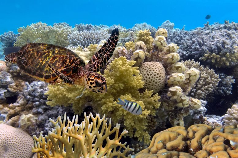 Green Sea Turtle Great Barrier Reef