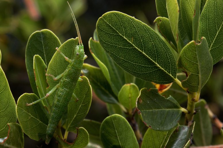 Green Timema Stick Insect Blends In With California Lilac Shrub