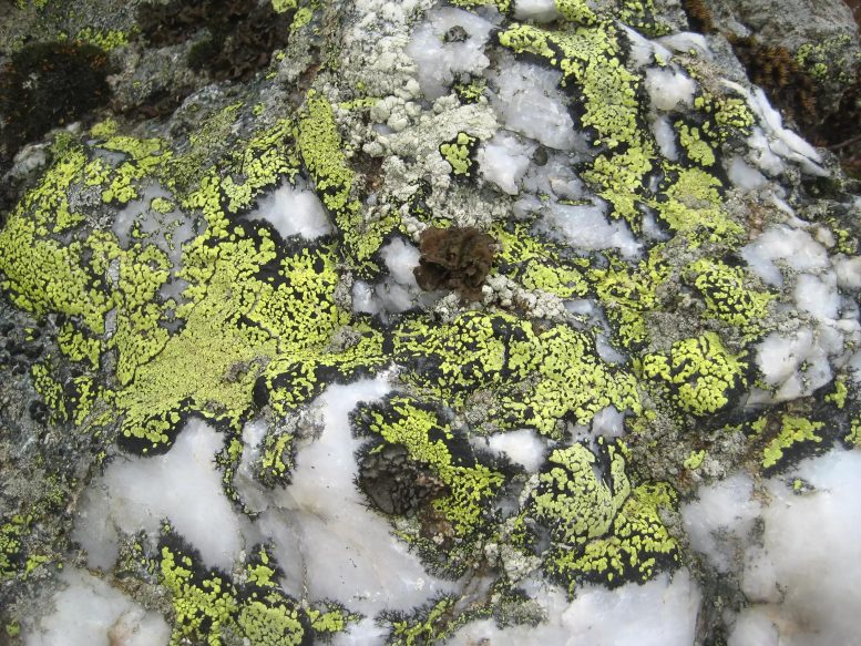 Green-Yellow Map Lichen