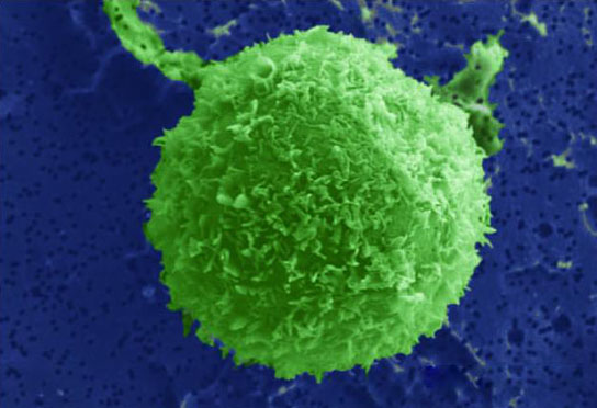 Green cells adhere weakly without tethers and are rapidly removed