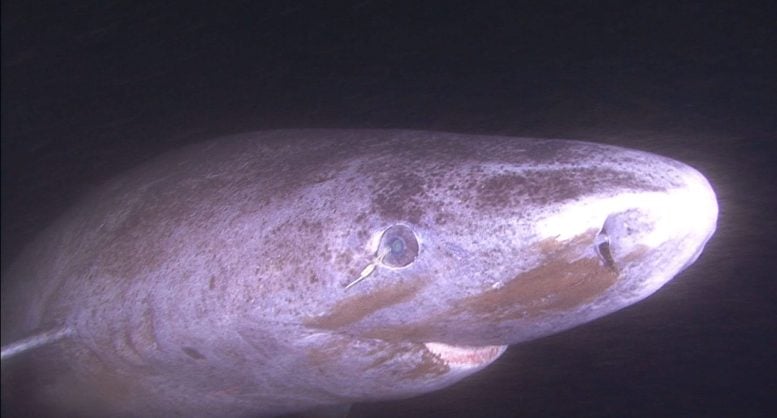 Greenland Shark Underwater Close Up