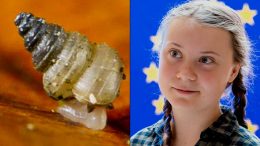 Greta Thunberg Snail