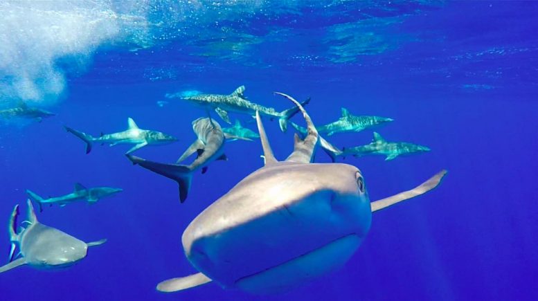 Grey Reef Sharks Palmyra Atoll