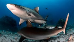 Grey Reef Sharks in Seychelles