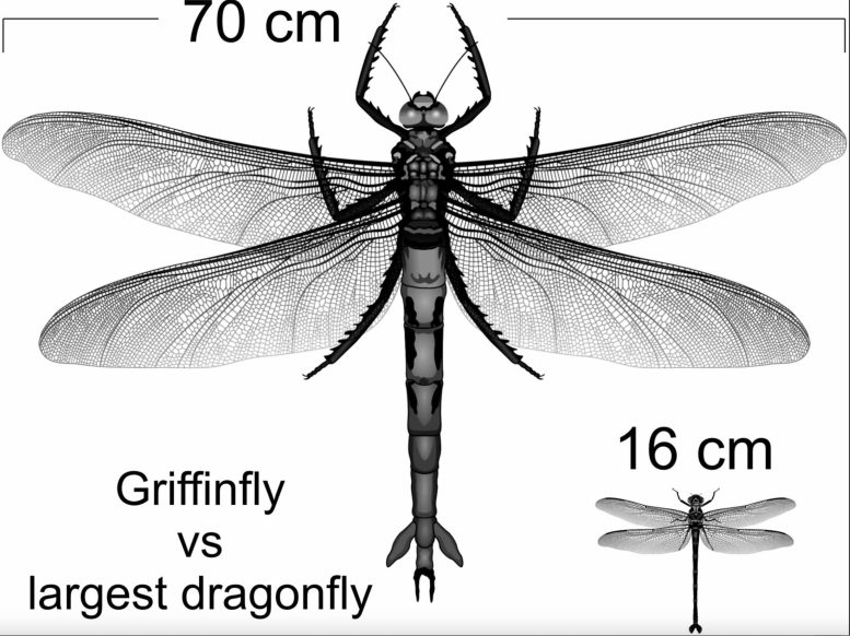 Griffinfly vs Dragonfly