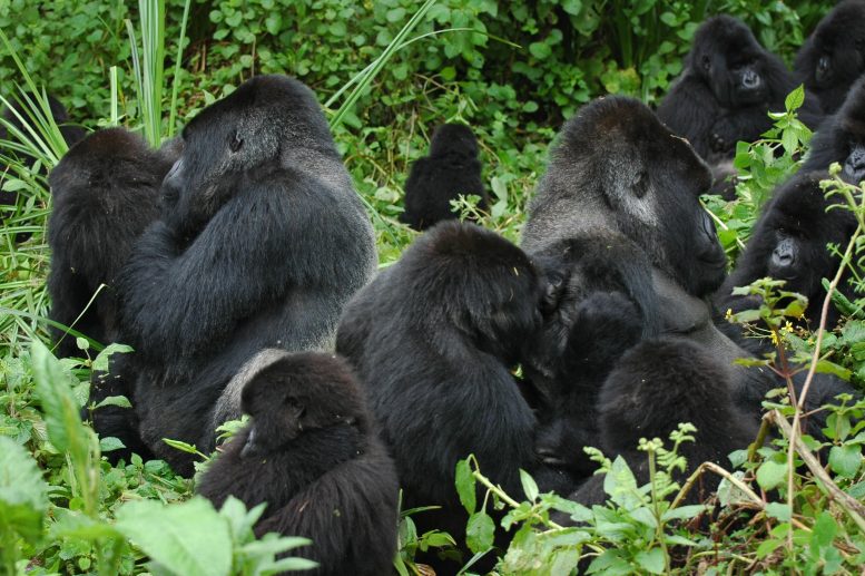 Grooming Mountain Gorillas in Bwindi National Park