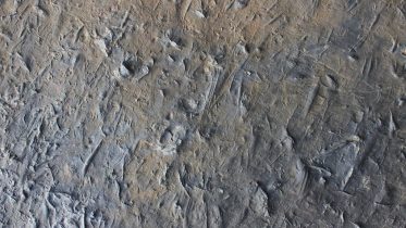 Group of Animals Fundamentally Changes Global Ecology