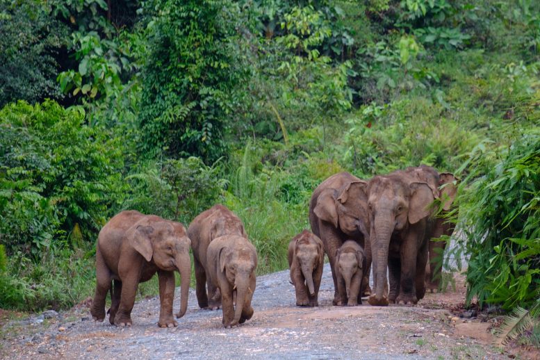 Group of Borneo Pygmy Elephants