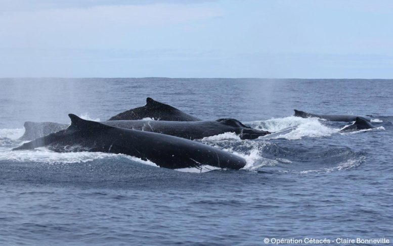 Group of Male Humpback Whales Physically Competing