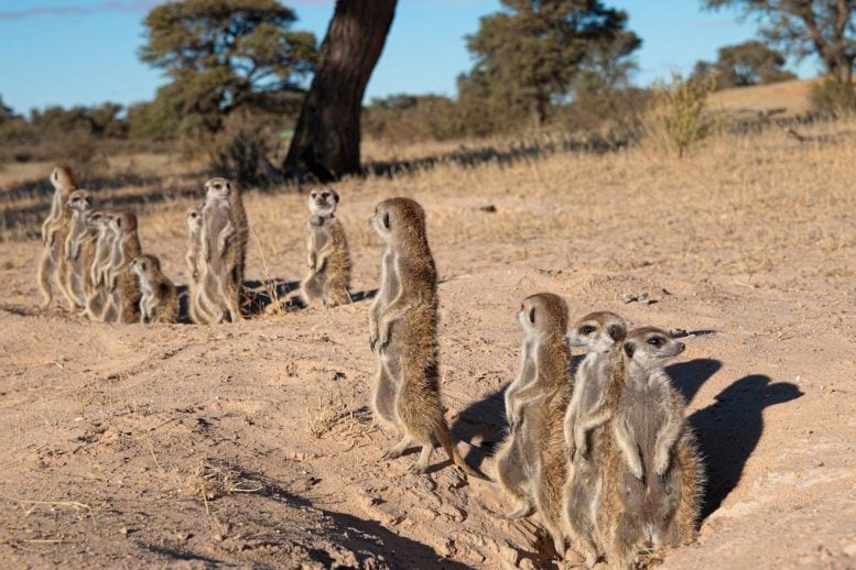 Group of Meerkats Standing
