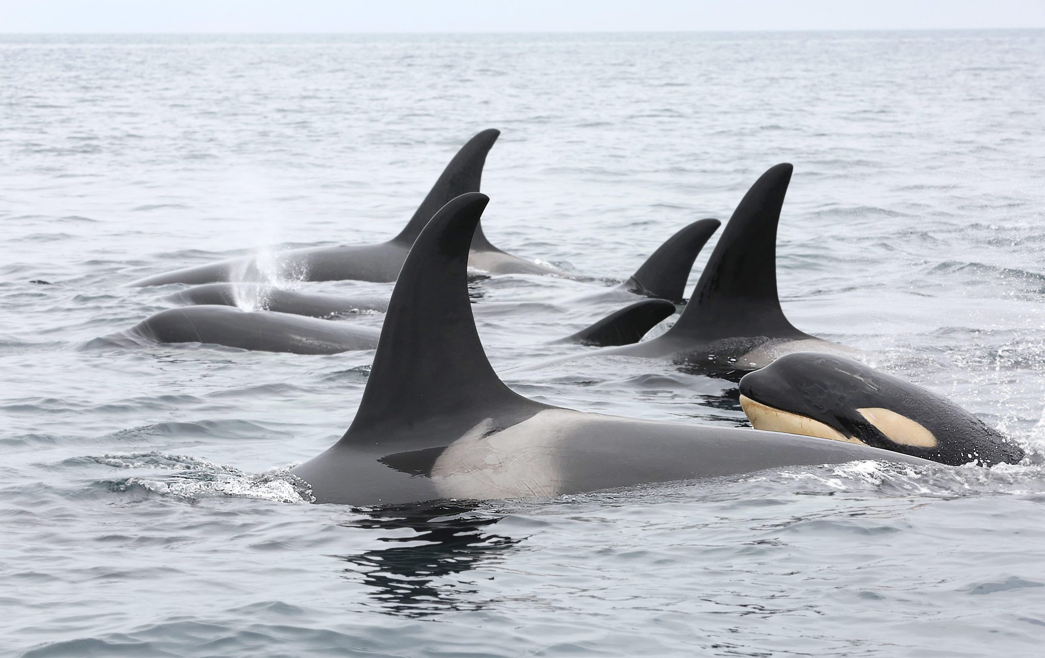 Group of killer whales in the North Pacific