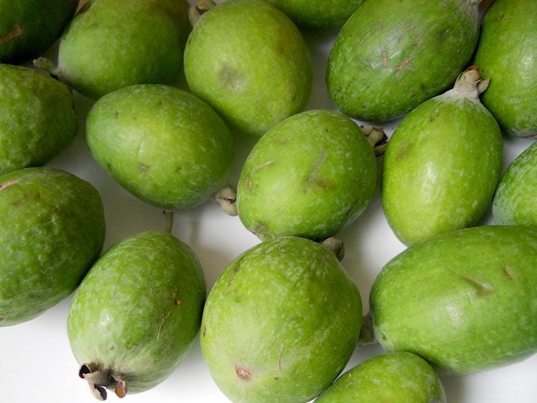 Grouping of Feijoa