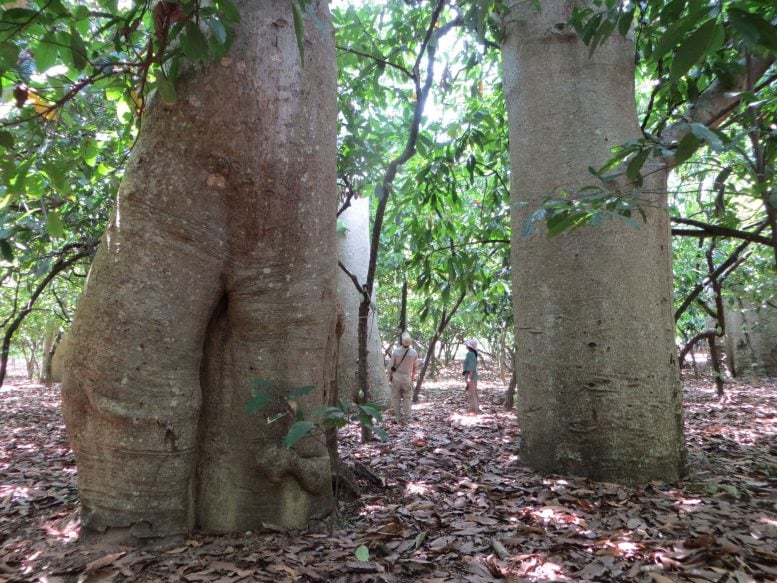 Grove of Large Baobab Trees in Madagascar