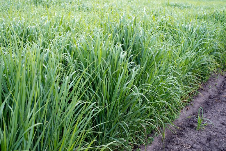 Growing Switchgrass for Biofuel