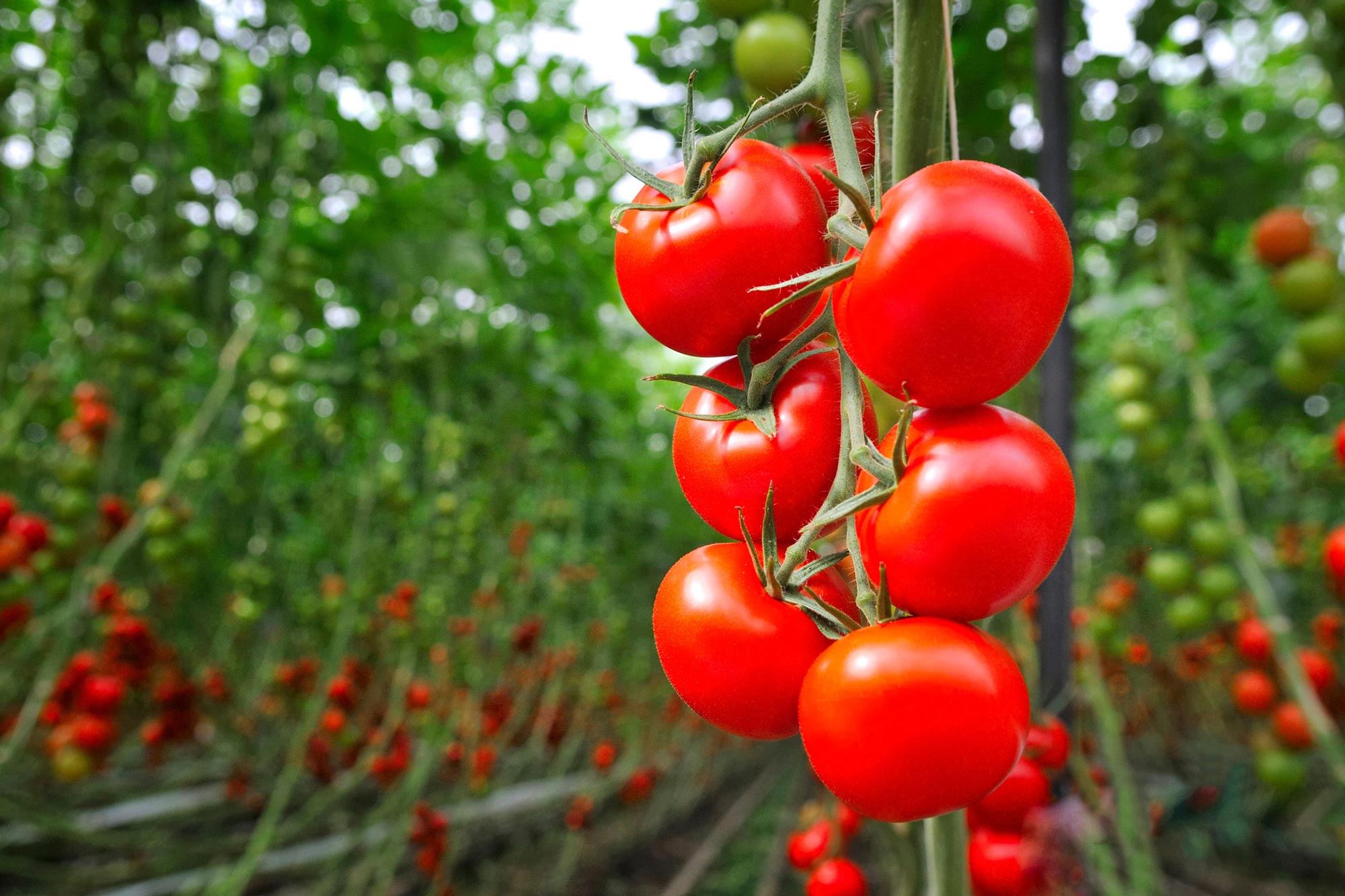 Researchers Surprised After They Graft Tomato Plants With Epigenetically-Modified Rootstock - SciTechDaily