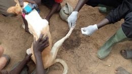 Guinea Worm Emerging From Dog’s Leg
