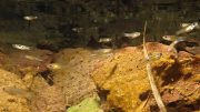 Guppies in a River Tributary