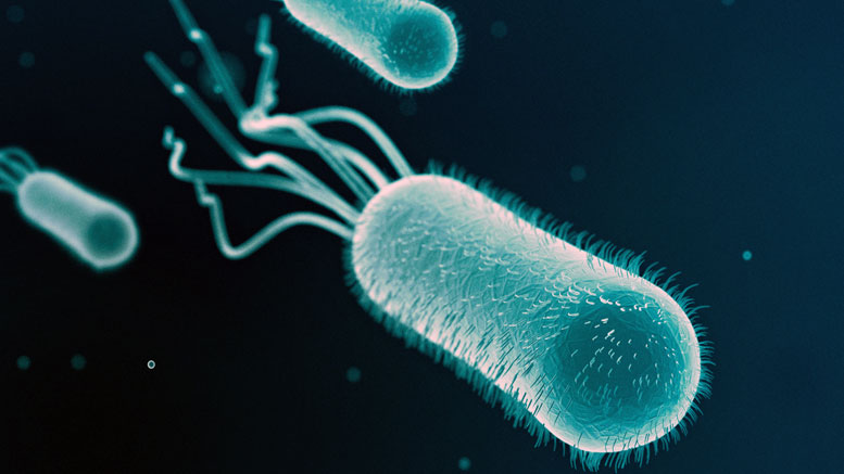 Gut Bacteria Robs Key Nutrient