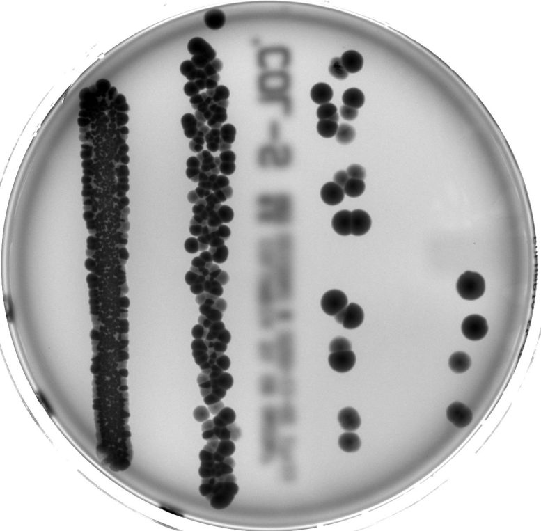 Gut Bacteria in a Petri Dish