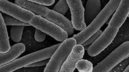 Gut Bacteria's Key Role in Immunity