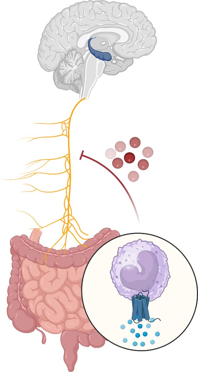 Gut Brain Pathway Underlying Age Associated Memory Loss