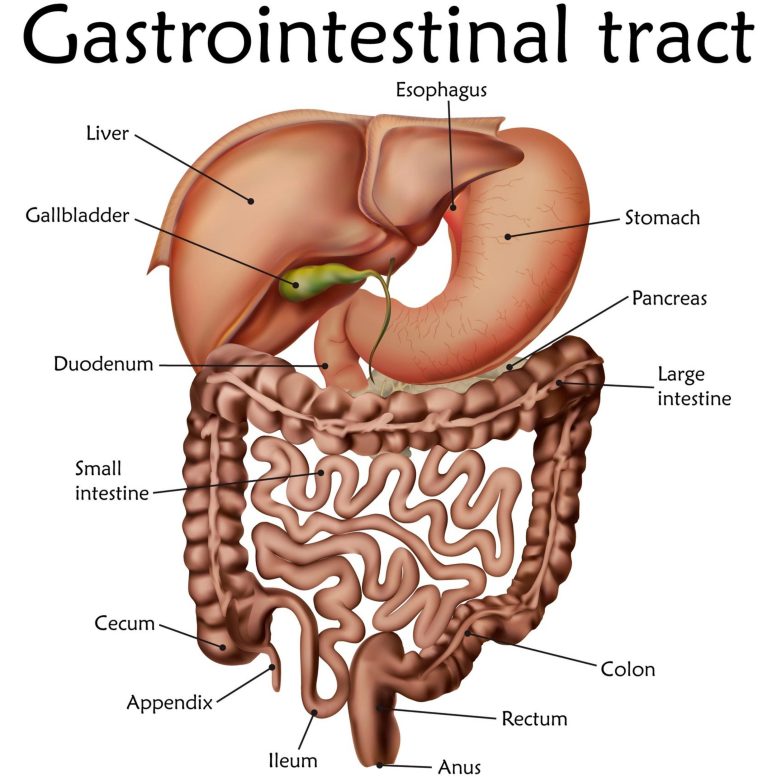 Gut Digestive Gastrointestinal Tract Illustration