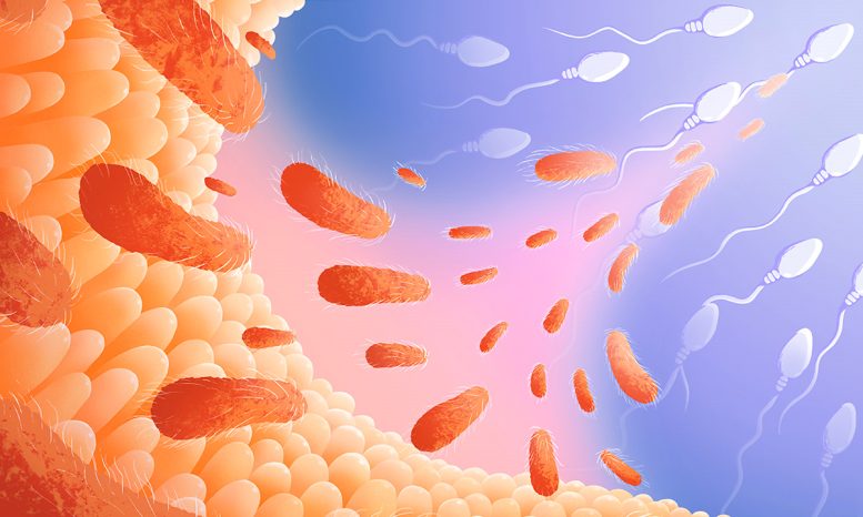 Gut Microbes Germline Illustration