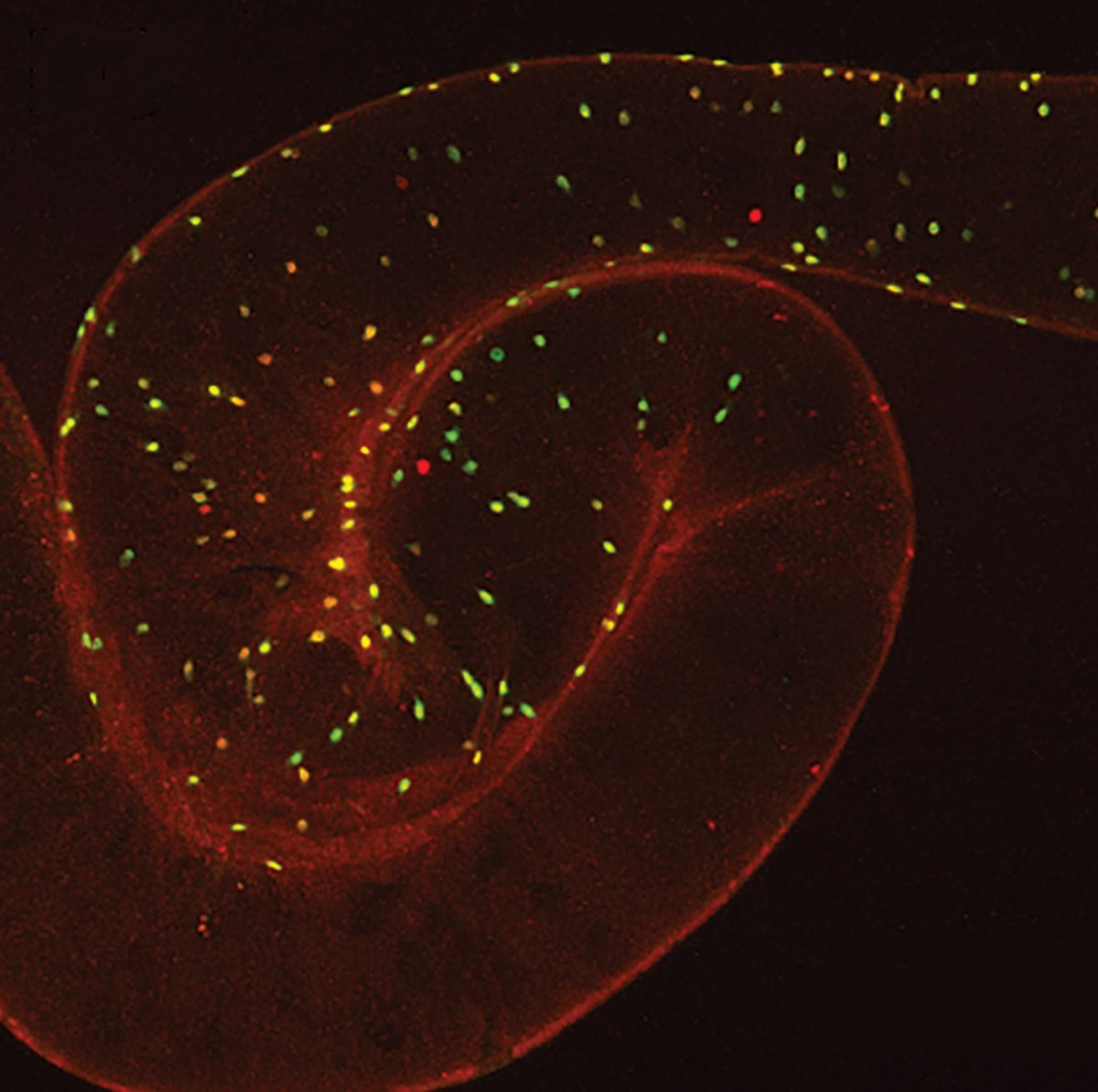 New Discovery Shows How Gut Hormones Could Hold the Secret to a Longer Life
