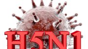 H5N1 Concept