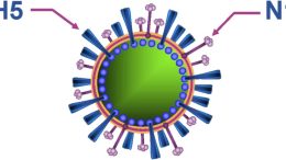 H5N1 Virus Illustration