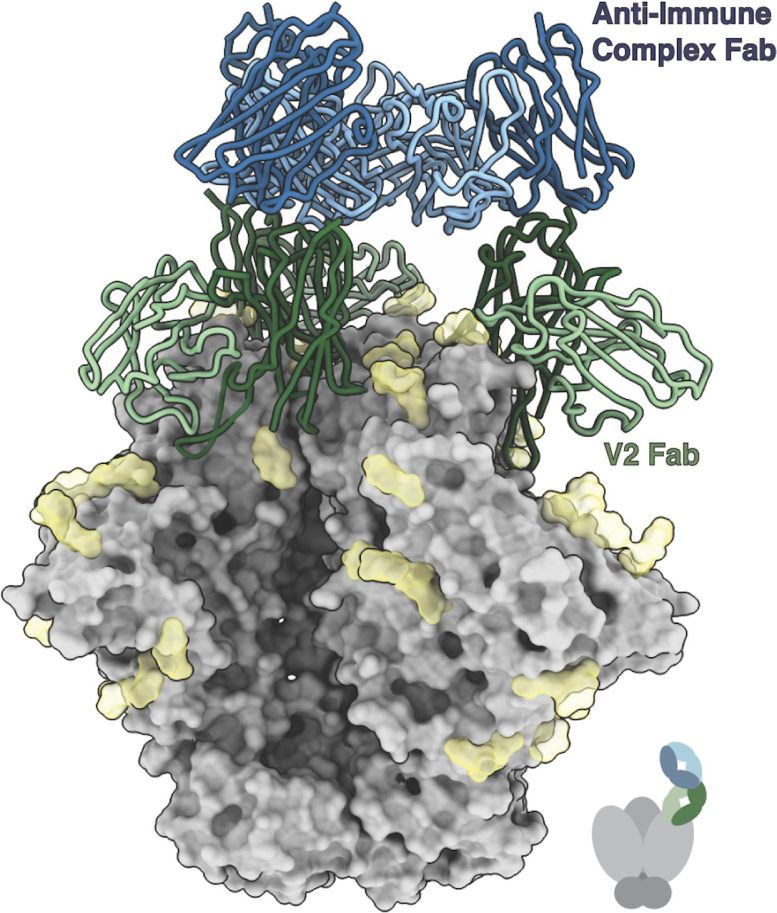 HIV Vaccines Can Lead to Antibodies Against Antibodies