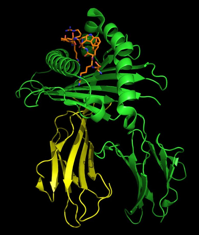 HLA Protein Virus Model