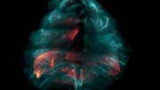 HYBRiD Visualization of a Whole Mouse Chest