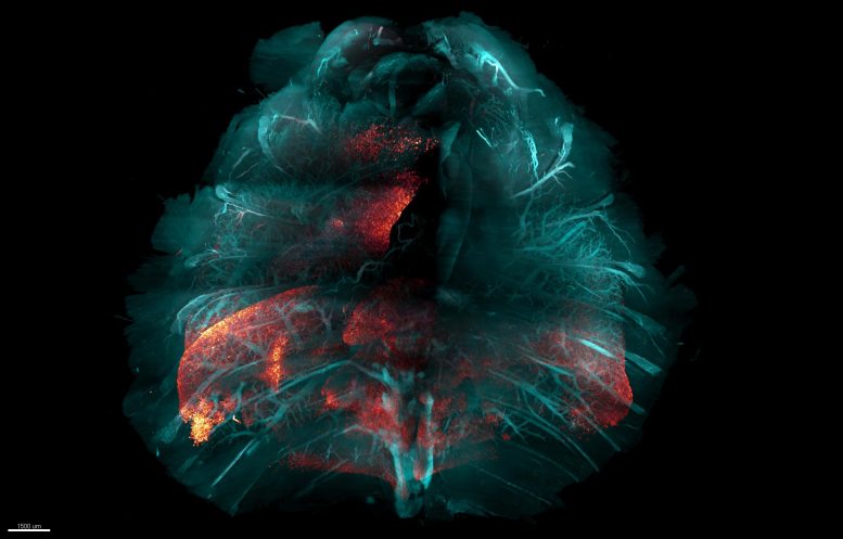 HYBRiD Visualization of a Whole Mouse Chest
