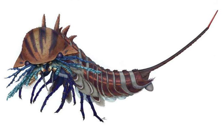 Habelia Optata 508 Million Year Old Sea Predator