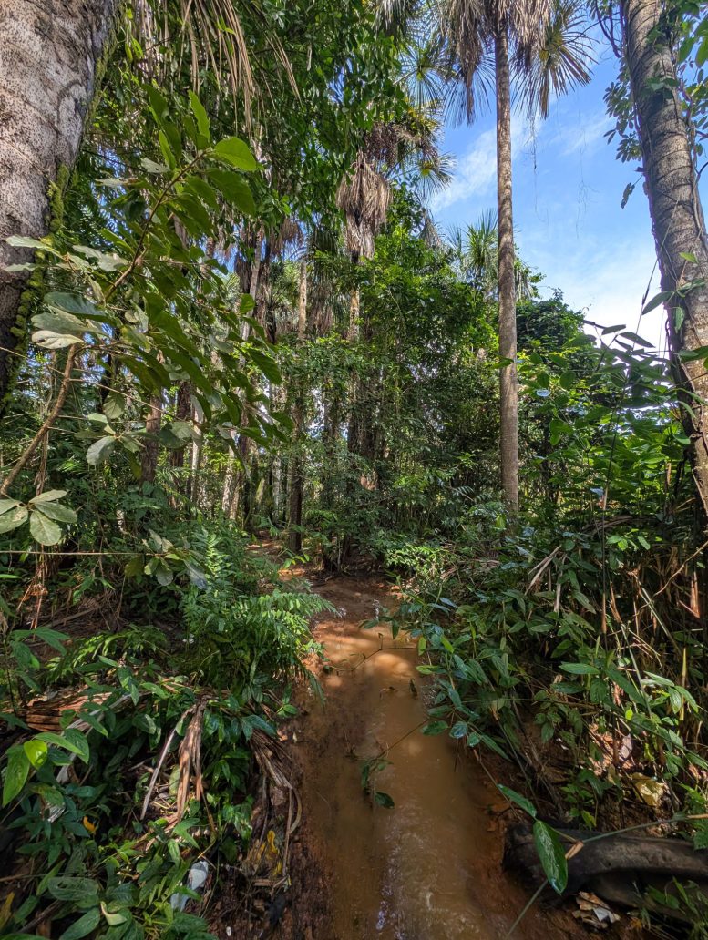 Habitat of Laimosemion Laranja