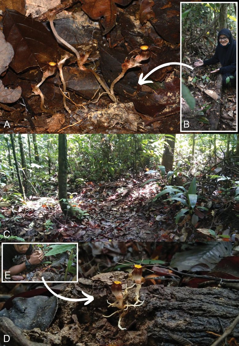 Habitat of Thismia malayana