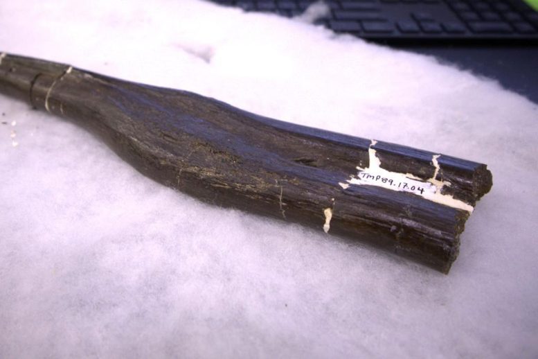 Hadrosaur Rib From the Royal Tyrell Museum
