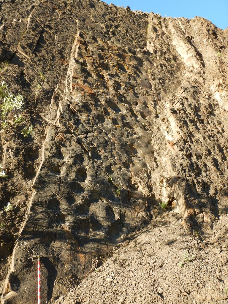 Hadrosaur Tracks
