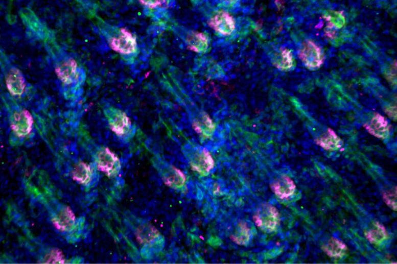 Hair Follicles Immunofluorescent Microscopy