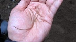 Hairworm in Hand