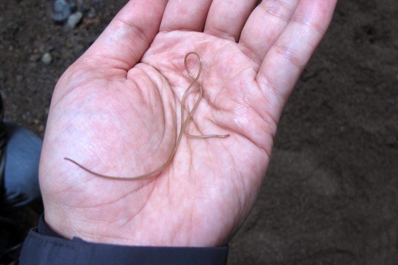 Hairworm in Hand