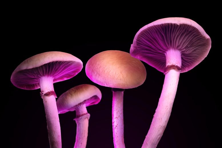 Hallucinogenic Mushrooms