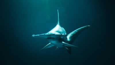 Protecting a Nearly Endangered Species: Tracking Hammerhead Sharks