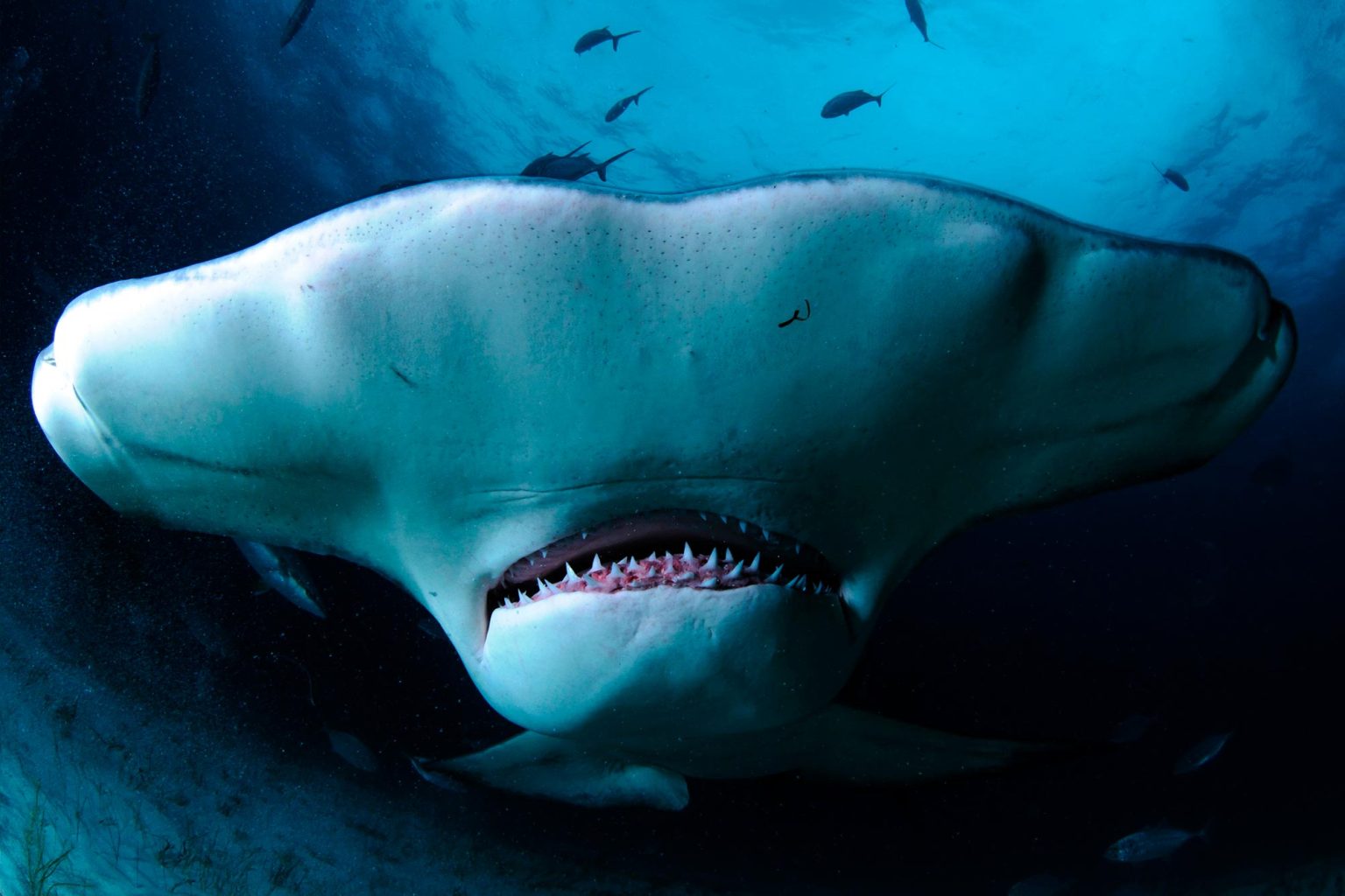 Shark Mysteries: The Bizarre Reasons Behind Hammerhead’s Unique Heads